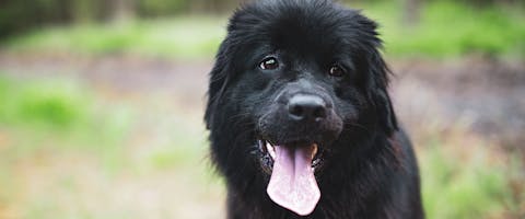 Newfoundland dog 2024 big fluffy breeds